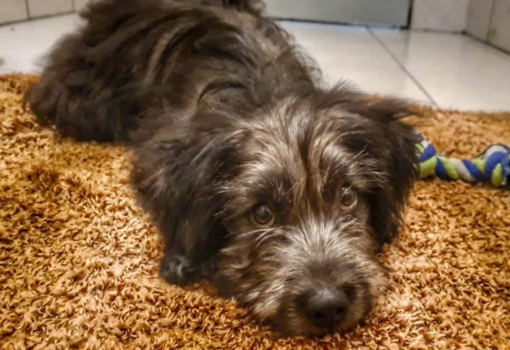 Este lege! Toți cei care vor chinui animale vor fi condamnați la închisoare. Despre câți ani este vorba