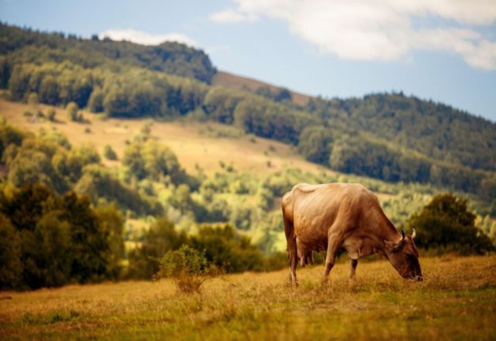 Județele Harghita și Covasna au atras mai mult de jumătate din proiectele din toată țară pentru dezvoltarea zootehniei în zona montană