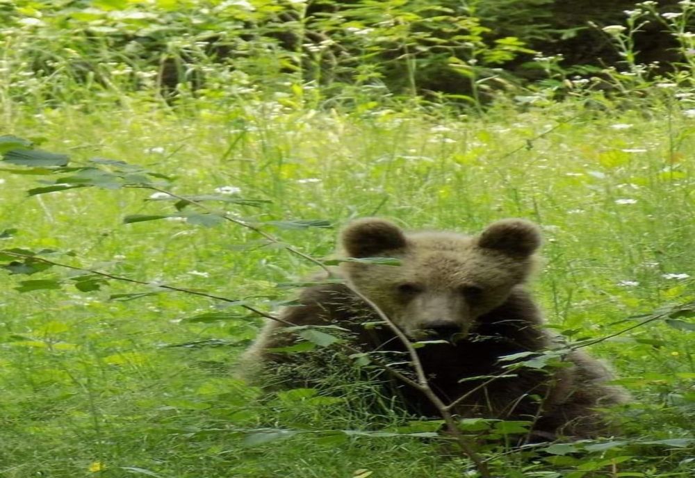 Mai puține apeluri la 112 prin care este semnalată prezența urşilor