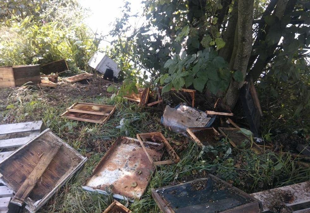 Peste 150 de pagube provocate de animale sălbatice, raportate de la începutul anului la Agenţia pentru Protecţia Harghita