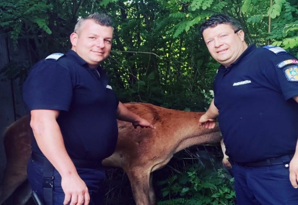 VIDEO Cerb „descurcat” și „îndepărtat” de către jandarmii harghiteni