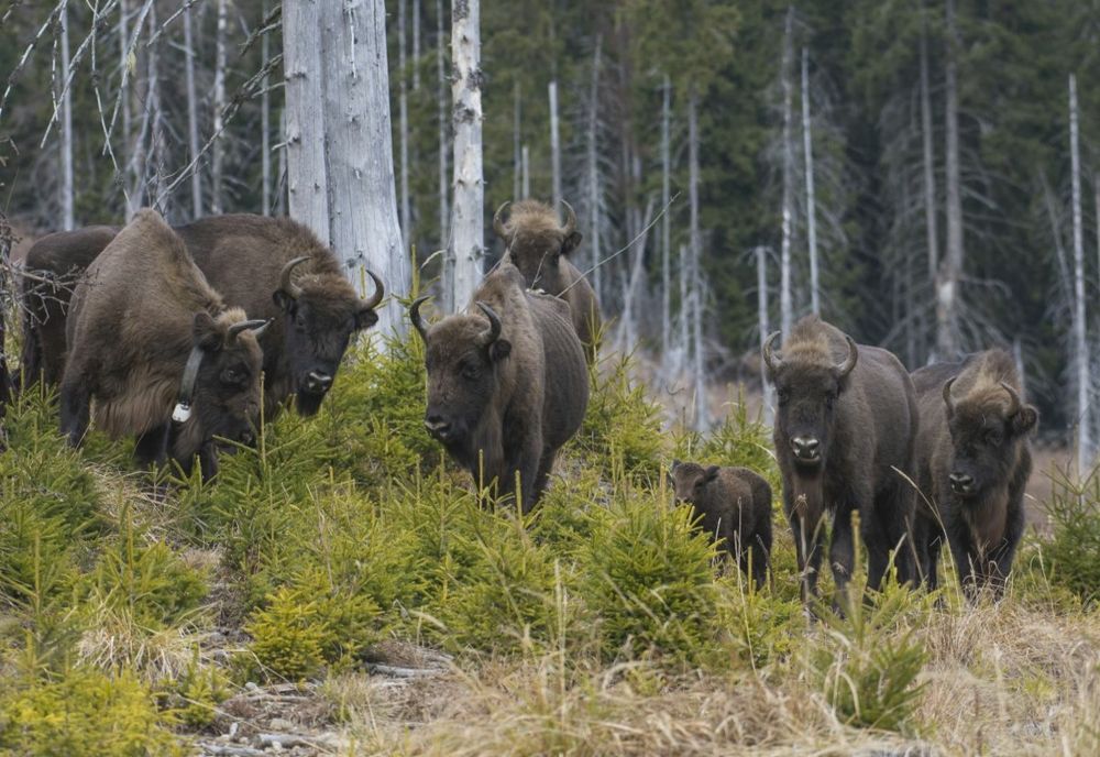 28 de zimbri trăiesc în sălbăticie, în Munții Făgăraș