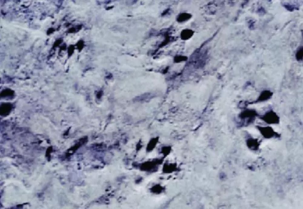 Animalul surprinzător din România care ucide tot ce întâlnește în cale. E mai periculos ca un urs sau o haită de lupi!