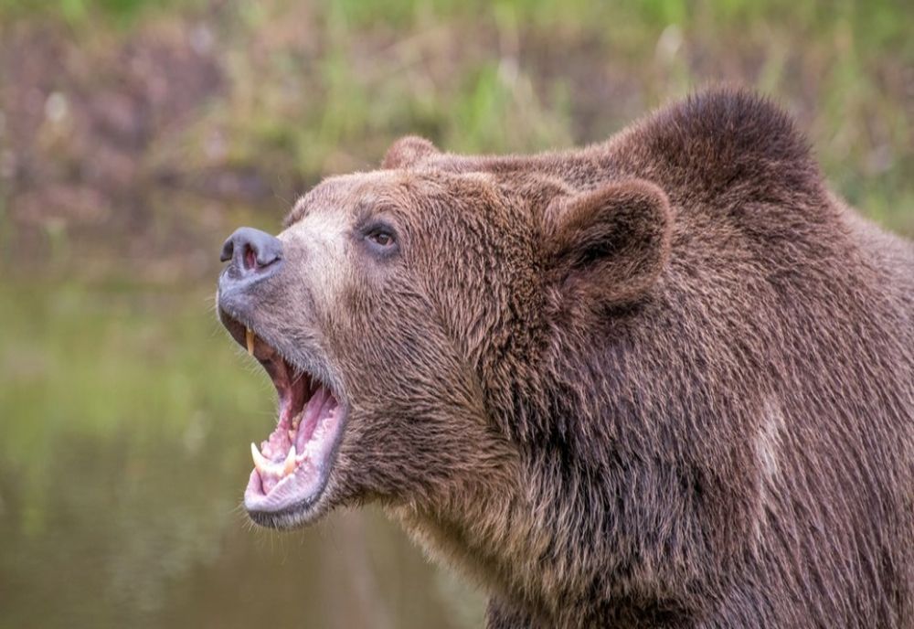 Un urs a fost împuşcat după ce a intrat în curtea unui liceu din Miercurea Ciuc