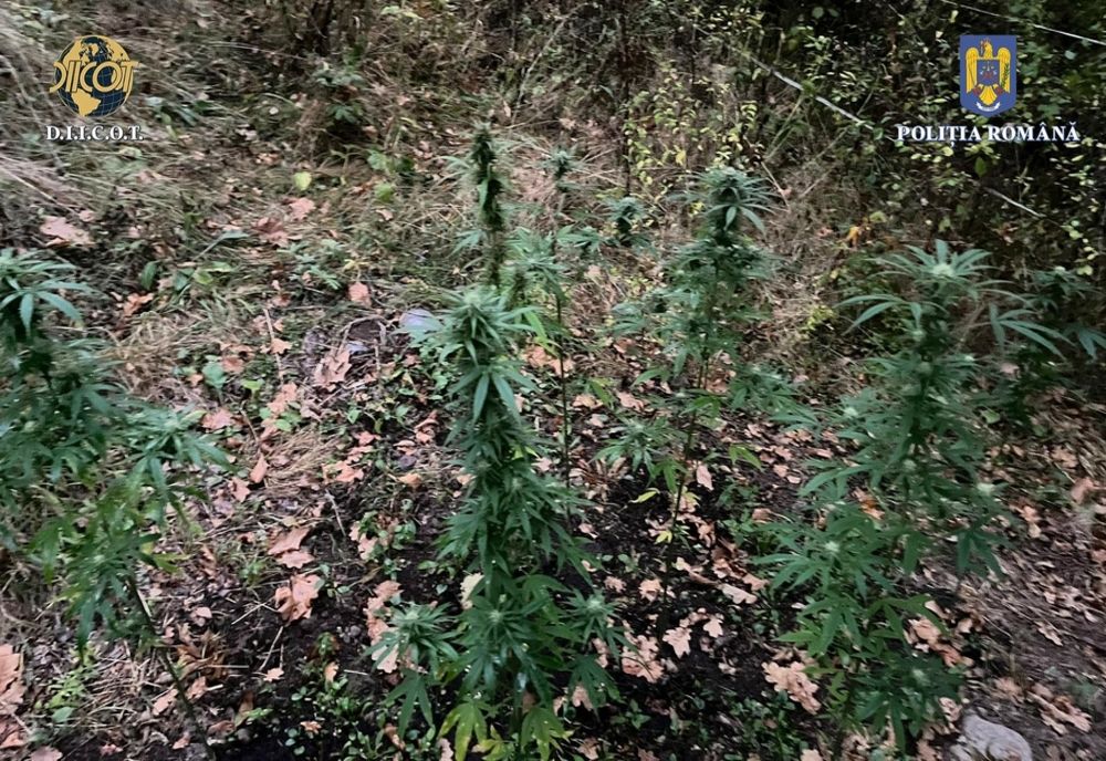 Control judiciar pentru un bărbat acuzat de trafic de droguri de risc