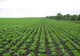 Culturile agricole sunt afectate de deficitul de apă din sol