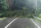 Circulaţia rutieră şi feroviară întreruptă la Miercurea Ciuc, din cauza copacilor căzuţi