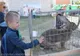 "Satul în oraş", a adus animalele în centrul istoric din Miercurea Ciuc