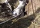 Un cal căzut într-un puț a fost salvat de pompieri, la Toplița
