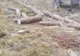 FOTO Jandarmii harghiteni au prins în fapt un bărbat care fura lemn