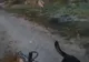 VIDEO O haită de lupi a dat târcoale unei căruțe, la Armășeni