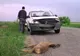 Încă două accidente provocate de animale sălbatice