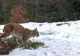 Animal pe cale de dispariție, în Parcul Național Piatra Craiului