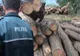 3.000 lei amendă după ce au fost prinși transportând ilegal lemne
