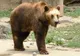 Alertă urs în Odorheiu Secuiesc