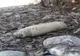 Primele două misiuni pirotehnice din acest an: două grenade defensive şi un proiectil de calibrul 100 mm din Primul Război Mondial, găsite la Lunca de Jos