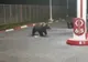 Alți doi urși lângă o benzinărie din Băile Tușnad