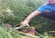Pui abandonat de ursoaică, salvat de jandarmii harghiteni și dus la Centrul de Reabilitare a Urșilor Orfani Bălan. 
