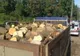 Harghitean amendat cu 5.000 de lei pentru transport ilegal de lemne