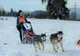Concurs de atelaje canine, în weekend, la Borsec