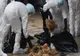 Confirmarea unui focar de gripă aviară într-o gospodărie din localitatea Cristuru-Secuiesc