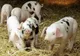 Comercializarea cărnii de porc  neexpertizată sanitar veterinar, sancţionată cu amenzi cuprinse între 20.000 și 40.000 de lei