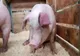Un caz de pestă porcină africană a fost confirmat la un porc dintr-o gospodărie din județul Harghita