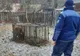 VIDEO Jandarmii harghiteni solicitați pentru relocarea unui urs
