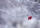 La Miercurea-Ciuc s-au înregistrat minus 6,3 grade Celsius, cea mai scăzută temperatură a sezonului