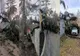 Arbore căzut în curtea spitalului vechi din Miercurea Ciuc