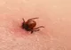Începe sezonul căpușelor! Cum să ne păzim de nesuferitele insecte și ce să facem în cazul în care ne-a mușcat una