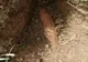 Muniţie provenită din Al Doilea Război Mondial, descoperită de un detectorist autorizat în Sânmartin