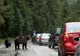 Noi reguli de mediu. Urșii care pătrund în localități pot fi împușcați pe loc. Amenzi usturătoare pentru cei care îi hrănesc