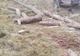 FOTO Jandarmii harghiteni au prins în fapt un bărbat care fura lemn