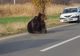 FOTO + VIDEO Un urs agonizează între viaţă şi moarte pe DN 13A, la Praid