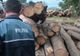 Transport ilicit de material lemnos, depistat de polițiștii harghiteni