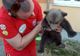 FOTO Pui de urs abandonat găsit de salvamontiști