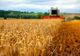 România, locul șase în UE la producția de grâu în 2020. Recolta este mai mică cu aproape 4 milioane de tone față de anul precedent, din cauza secetei