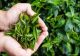 Cum poți slăbi spectaculos: 9 plante care te fac să uiți de kilogramele în plus - Cea mai sănătoasă dietă