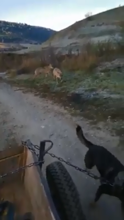 audience hostess desk VIDEO O haită de lupi a dat târcoale unei căruțe, la Armășeni | Realitatea  de Harghita